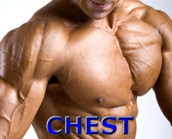 Chest My Bodybuilding Network