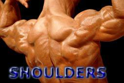 Shoulders My Bodybuilding Network